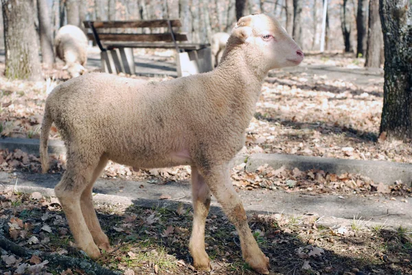 Close Sheep Lamb — Stock Photo, Image