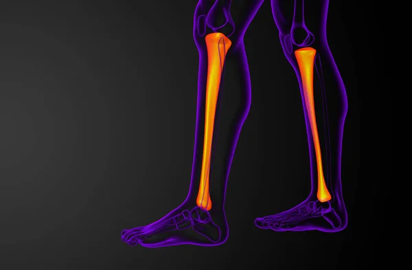 Renderizar Ilustración Médica Del Hueso Tibia Vista Lateral — Foto de Stock