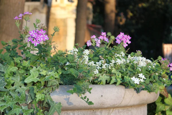 Flores Parque Cidade Flores Vaso Pedra Luz Sol — Fotografia de Stock