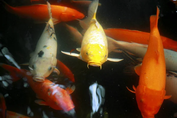 Tropical Exotic Fish Underwater Viaje China — Foto de Stock