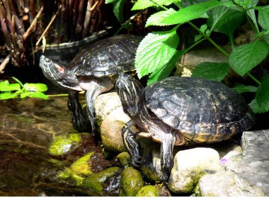 Pond With Two Painted Turtles On Side clipart
