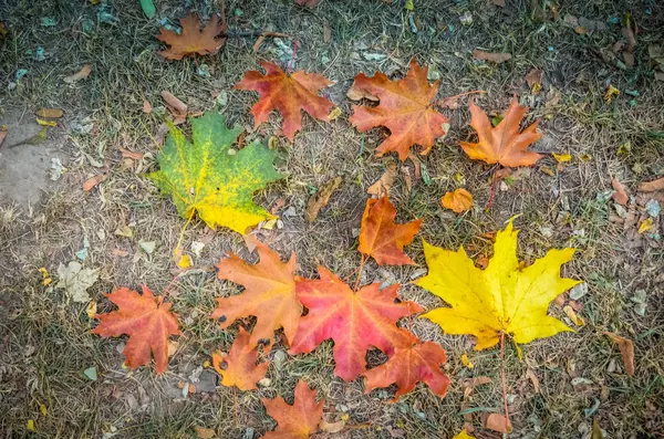 秋叶的背景摘要 秋季背景 — 图库照片