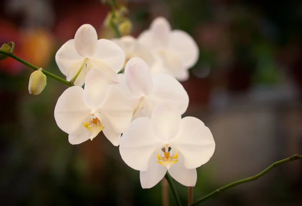 Rama Flores Hermosa Orquídea Blanca —  Fotos de Stock