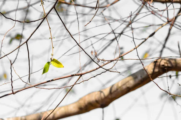 Hojas Ramas Naturaleza Invierno — Foto de Stock