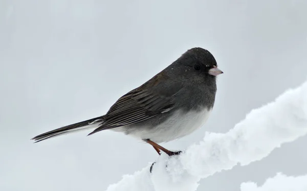 Junco Krátce Přistane Sněhově Pokryté Šatně Během Zimní Sněhové Bouře — Stock fotografie