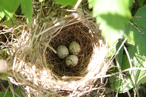 Trzy Jaja Ptaków Gnieździe Trawie — Zdjęcie stockowe