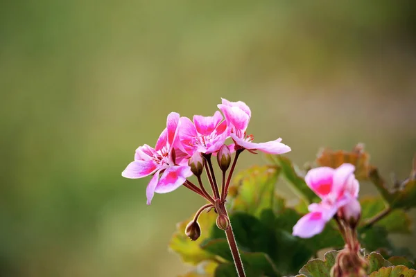 Pink Bicolor Geraniums Home Summer Garden Shallow Focus Summer Flower — Stock Photo, Image