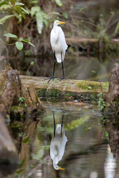 Een Witte Grote Zilverreiger Vlucht Everglades Swamp Florida — Stockfoto