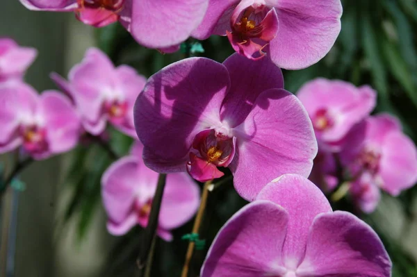 Çiçekli Mor Orkidebir Closeup Görünümü — Stok fotoğraf