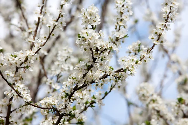 Wiosna Kwitnące Drzewo Ulicy — Zdjęcie stockowe