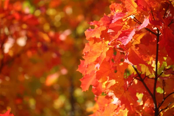 Tle Pięknej Przyrody Czerwony Jesień Klon Pozostawia Zbliżenie Miejsca Kopii — Zdjęcie stockowe