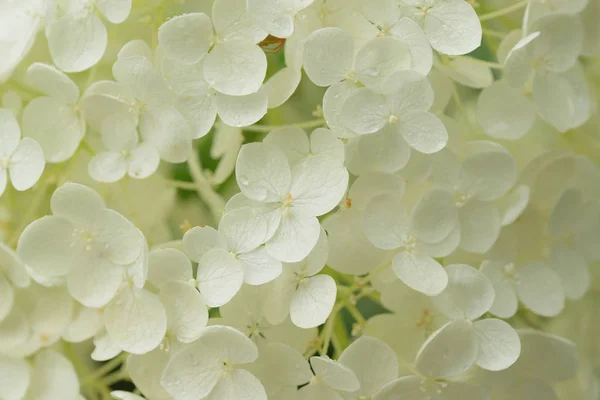 Yatay Çerçevede Damlacıkları Ile Beyaz Renkli Ortanca Çiçeklermakro Doku — Stok fotoğraf