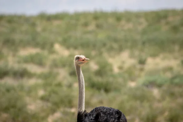 Kalagadi トランス フロンティア公園 南アフリカのダチョウのクローズ アップ — ストック写真