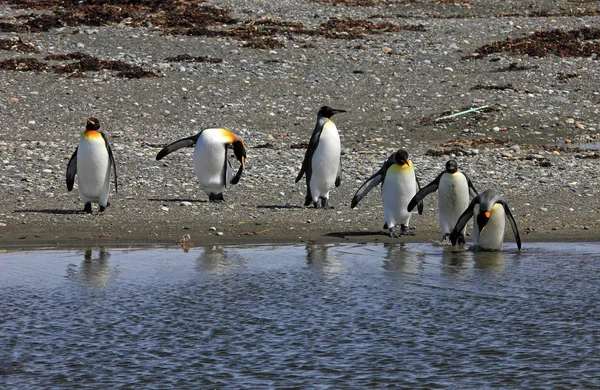 Király Pingvinek Élnek Vadon Parque Pinguino Rey Tierra Del Fuego — Stock Fotó