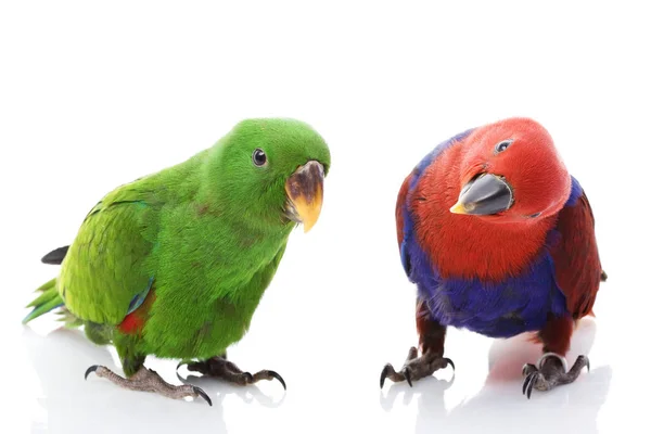 Pair Solomon Island Eclectus Parrots Eclectus Roratus Solomonensis White Background — Stock Photo, Image