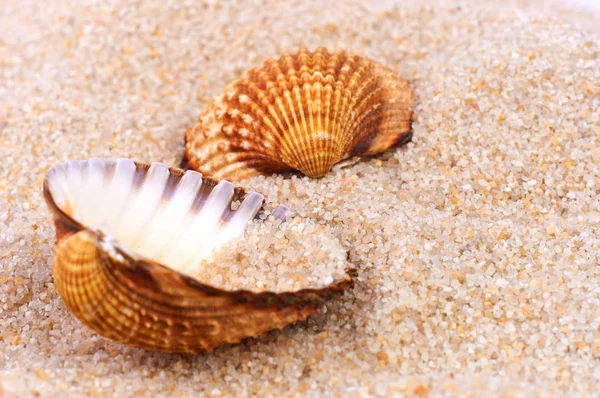 浜の柔らかい砂の海シェル — ストック写真