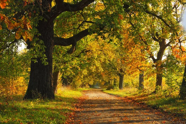 Autumn Road Podlasie Polonia —  Fotos de Stock