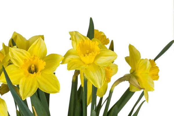 Flores Amarelas Isoladas Sobre Fundo Branco — Fotografia de Stock
