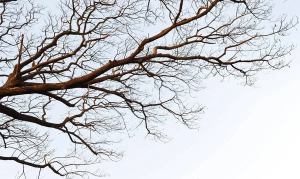 空の木 背景の自然のシルエット支店 — ストック写真