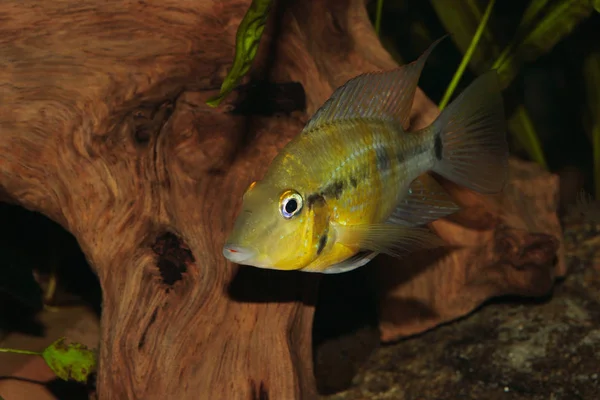 Yellow Fire Mouth Thorichthys Passionis Male — Stock Photo, Image