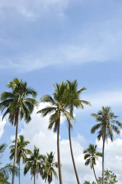 Kokos Träd Kring Frågor Blue Sky — Stockfoto