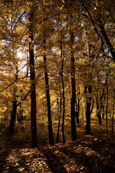 Uma Floresta Dourada Outono — Fotografia de Stock