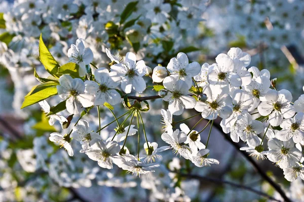 Çiçek Serisi Ilk Bahar Kayısı Bloom Üzerinde Mavi Gökyüzü — Stok fotoğraf