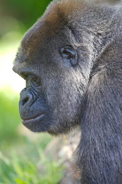 Primer Plano Los Gorilas Las Tierras Bajas Occidentales — Foto de Stock