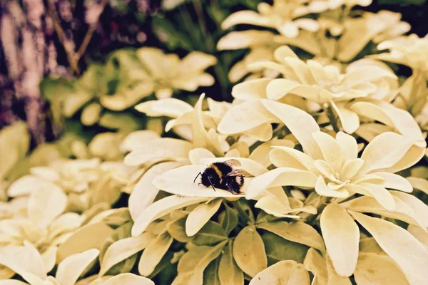 Kis Méhecske Sárga Virágok Zöld Természetes Koncepció — Stock Fotó