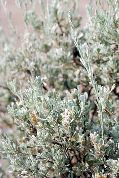 Sagebrush Grande También Llamado Sagebrush Alto Artemisia Tridentata Familia Del — Foto de Stock