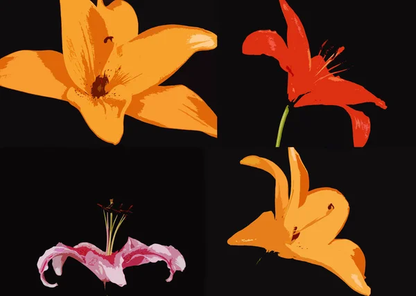 Close Lily Flowers — Stock Photo, Image