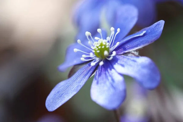 Blauglocke Ist Ein Symbol Des Frühlings — Stockfoto