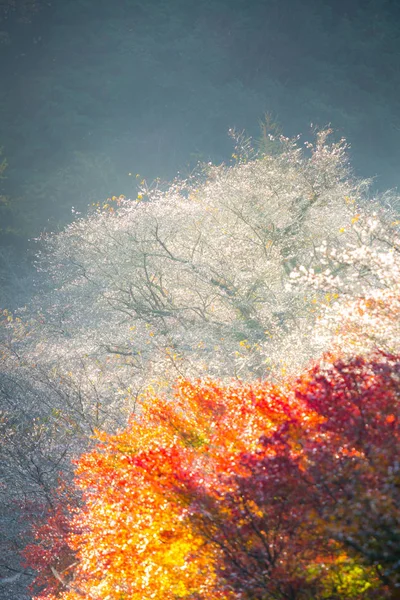 Ναγκόγια Obara Φθινόπωρο Τοπίο Άνθος Sakura Shikizakura Είδος Των Ανθίσεων — Φωτογραφία Αρχείου