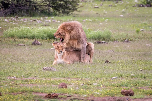 Lion Couple Mating Grass Etosha National Park Namibia — Stock Photo, Image