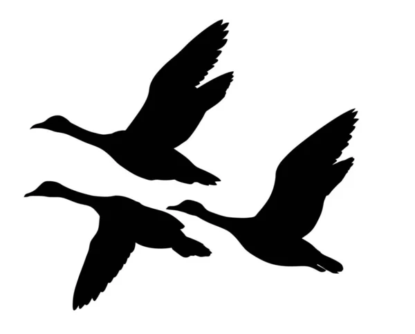 Vector Silhouette Flying Ducks White Background — Stock Photo, Image