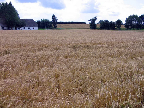 Weizenfeld Landschaft Einem Landwirtschaftlichen Betrieb — Stockfoto