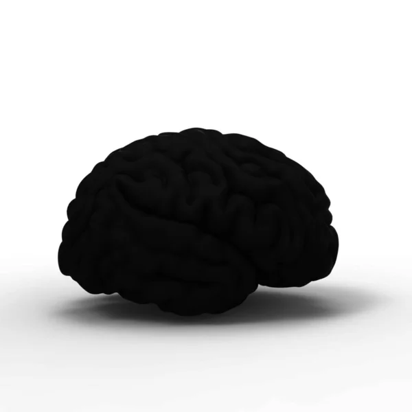 Μοντέλο Του Ανθρώπινου Εγκεφάλου Απομονωμένη — Φωτογραφία Αρχείου