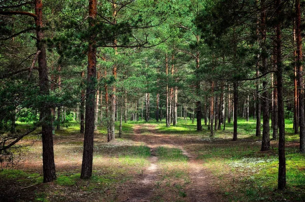 Lesní Stezka Jehličnatých Lesích Ráno — Stock fotografie