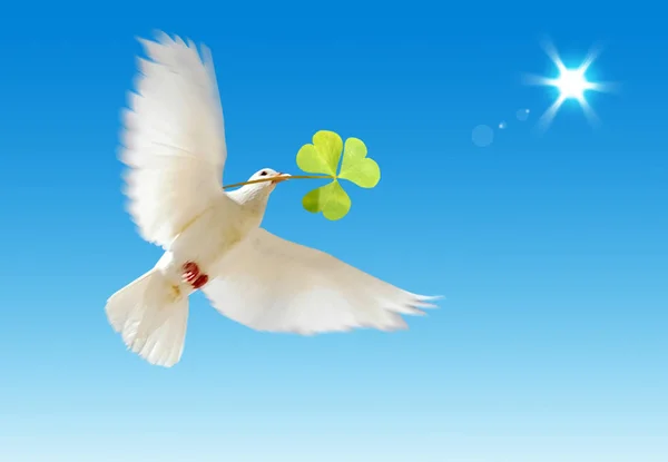 Uma Pomba Branca Voadora Livre Com Uma Planta Verde Isolada — Fotografia de Stock