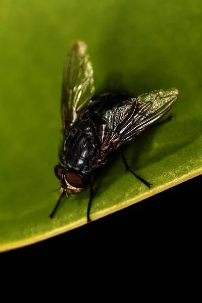 Vue Rapprochée Insecte Mouche Sur Dessus Une Feuille — Photo