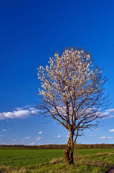 Paesaggio Villaggio Con Fiori Bianchi Albero Nella Primavera Polonia — Foto Stock