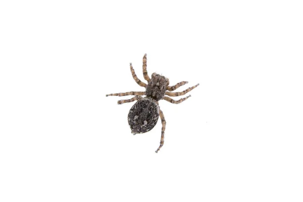 Brown Spider Isolated White Background — Stock Photo, Image