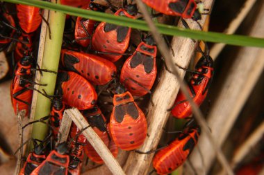 Red Bug (Pyrrhocoris apterus) - various  stages of development in a group clipart