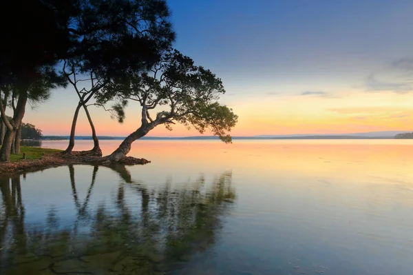 Atardecer Pacífico Árbol Forma Bonsái Dobla Hacia Mar Cuando Sol —  Fotos de Stock