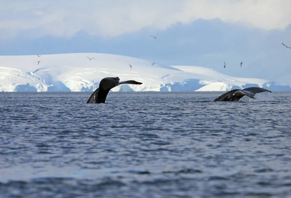 Cola Ballena Jorobada Mostrando Inmersión Península Antártica —  Fotos de Stock