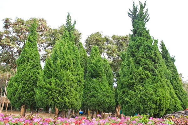 Jardín Con Pinos — Foto de Stock