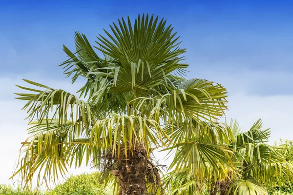 Grande Palmeira Contra Céu Azul Sem Nuvens — Fotografia de Stock