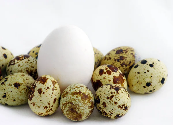 白い背景に珍しい別の間で通常の卵 — ストック写真