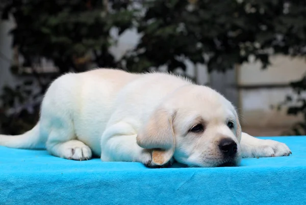 Feliz Cachorro Labrador Amarelo Que Coloca Azul — Fotografia de Stock