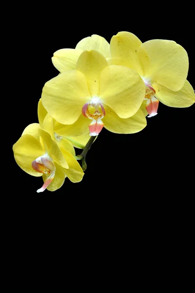 Orchidée Lune Phalaenopsis Amabilis Sur Fond Noir — Photo